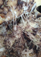 Papa Johns Pizza food