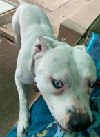 Stir Coffee Cocktails drink