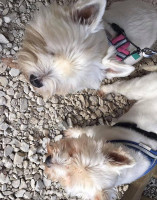 Bubbaque's Bbq Dunnellon Bebida