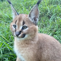 Novanta Pizzeria Napoletana drink