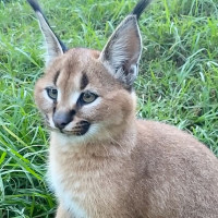 Pacific Rim By Kana drink