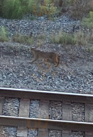 Chuckanut Manor Seafood Grill Comida