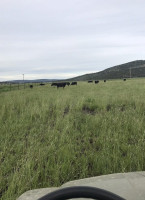 Tx Grassfed Cattle Company outside