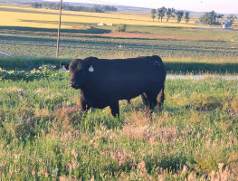 Diamond S Black Simmental Simangus Bulls outside