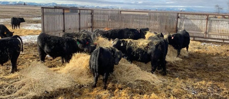 Diamond S Black Simmental Simangus Bulls outside