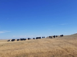 Diamond S Black Simmental Simangus Bulls outside