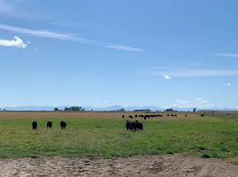 Diamond S Black Simmental Simangus Bulls outside