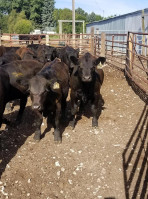 Diamond S Black Simmental Simangus Bulls outside