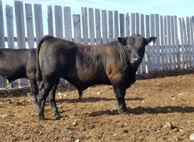 Diamond S Black Simmental Simangus Bulls outside