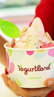 Yogurtland Arvada drink