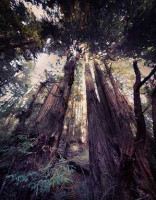 Muir Woods Trading Company Cafe outside