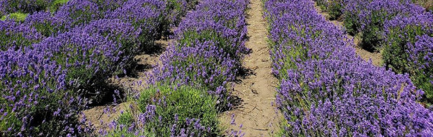 Lavender Wind outside