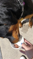 Frosty Boy drink