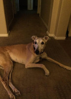 Apache Greyhound Park drink