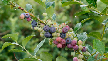 Echo Springs Blueberry Farm drink