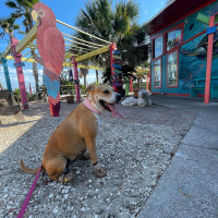 Angry Marlin Restaurant And Palapa Bar outside
