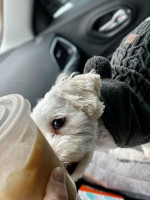Dunkin' drink