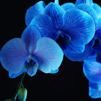 Blue Orchid Thai Cuisine drink