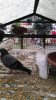 Canary By Gorji outside