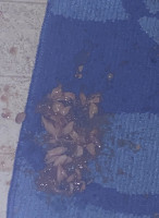 Domino's Pizza food