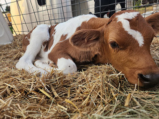 Perrydell Farm And Dairy