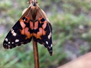 Chick Fil A at Estero