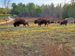 Marsh Meadow Bison