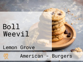 Boll Weevil